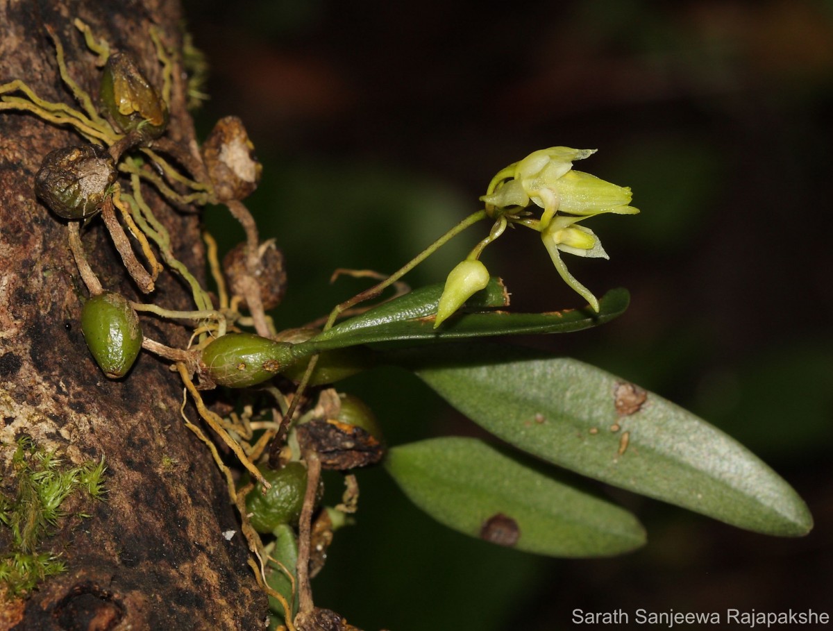 Bulbophyllum tricarinatum Petch
